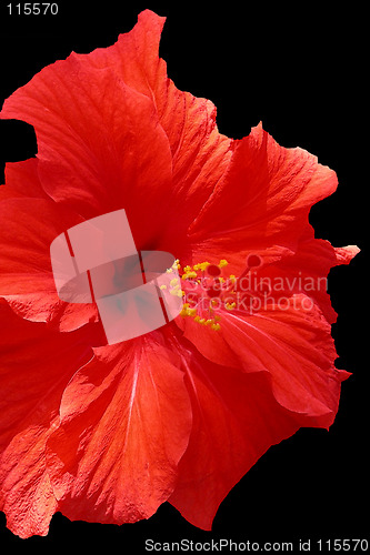Image of red petals