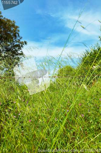 Image of grass in Kirazli