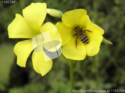 Image of Busy Bee
