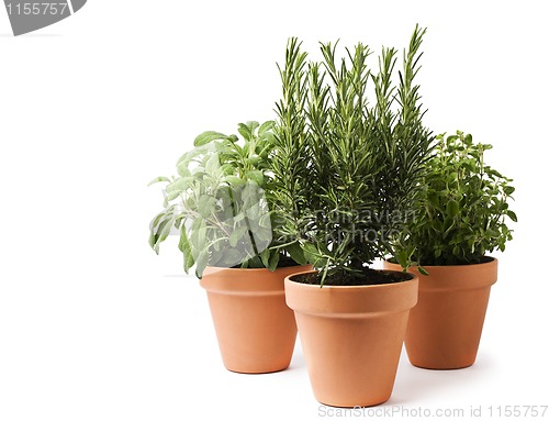 Image of Herbs
