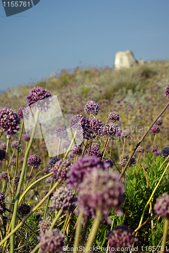 Image of Purple Meadow