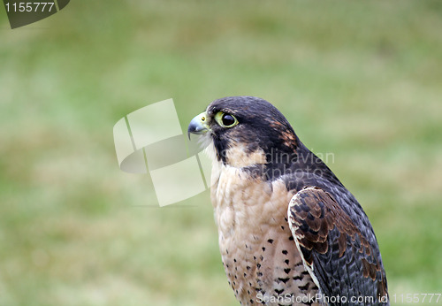 Image of bird of prey 1