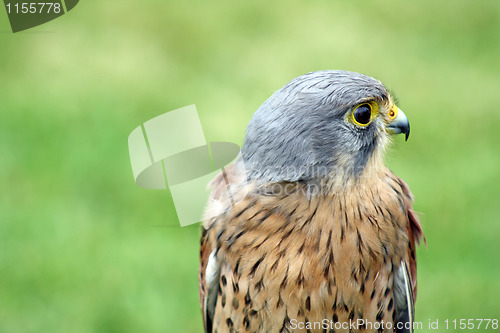 Image of bird of prey 2