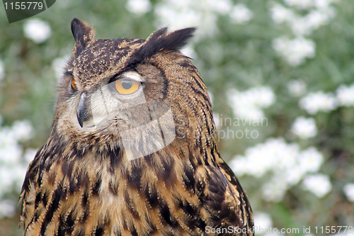 Image of owl 1