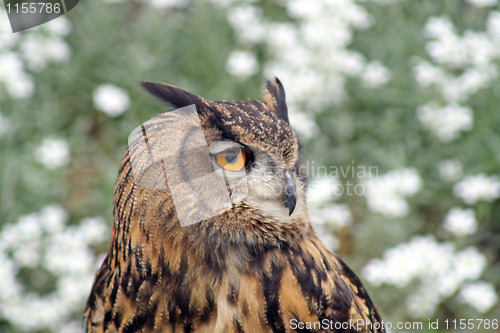 Image of owl 2