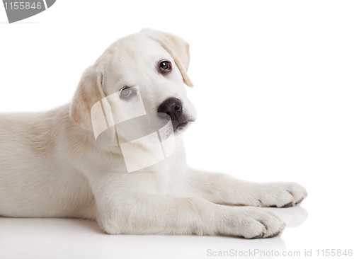 Image of Labrador puppy