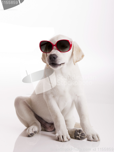 Image of Puppy with sunglasses