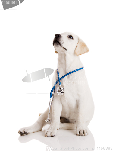 Image of Veterinarian dog