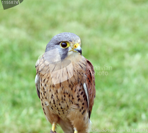 Image of bird of prey 4