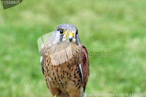 Image of bird of prey 5