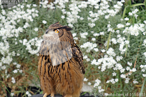 Image of owl 5