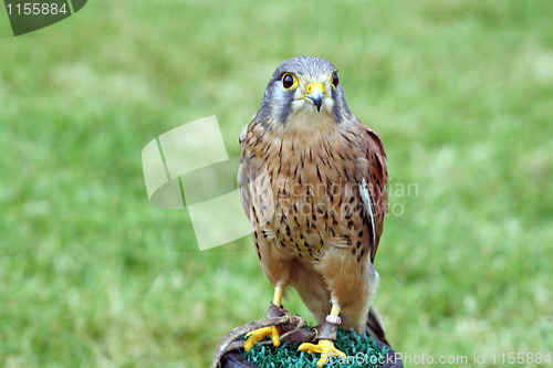 Image of bird of prey 6