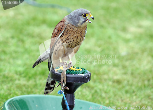 Image of bird of prey 7