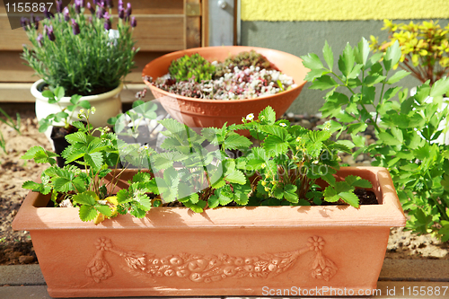 Image of Terrace or roof gardening