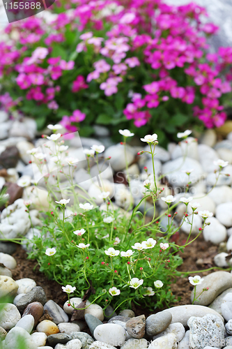 Image of Rock garden