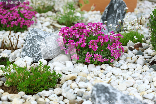 Image of Rock garden