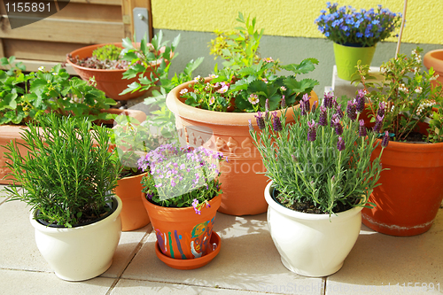 Image of Terrace or roof gardening