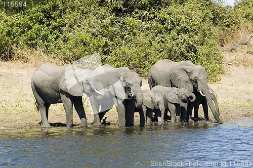 Image of Elephants drinking