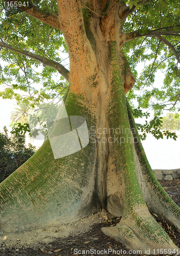 Image of Ceiba pentandra