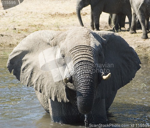 Image of Elephant bathing