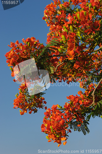 Image of Flowers of Israel - Delonix regia