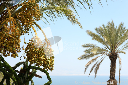 Image of Oasis on the shore of the Dead Sea