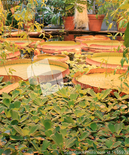 Image of Plants in a glasshouse