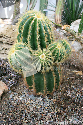Image of Cactus