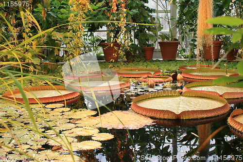 Image of Waterplants in a greenhouse