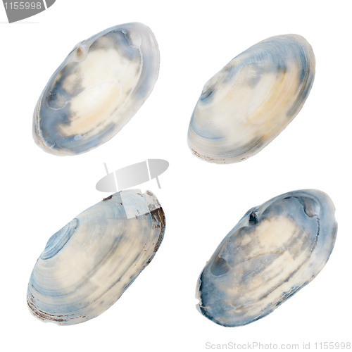 Image of Clam shells