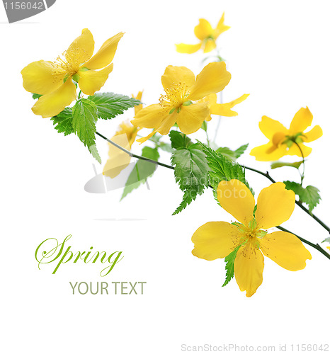 Image of Yellow flower