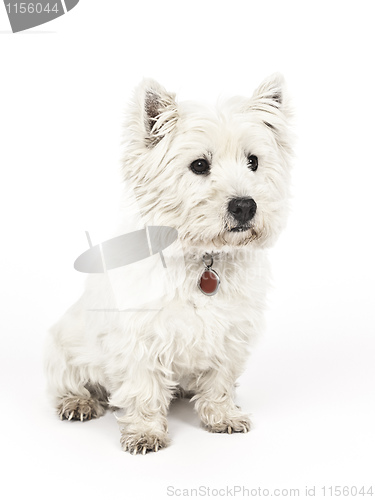 Image of white Terrier