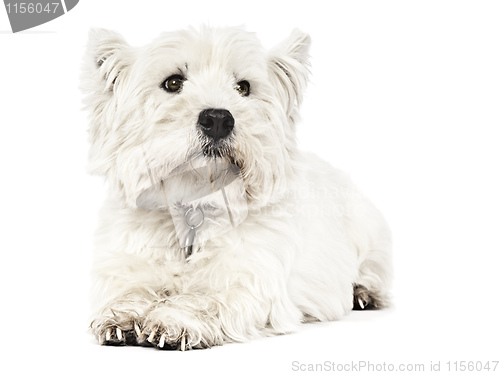 Image of white Terrier