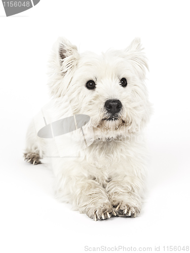 Image of white Terrier