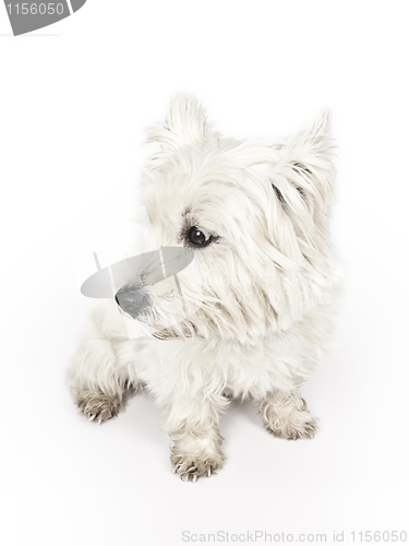 Image of white Terrier