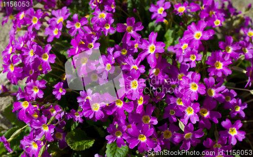 Image of pink flowers for natural background