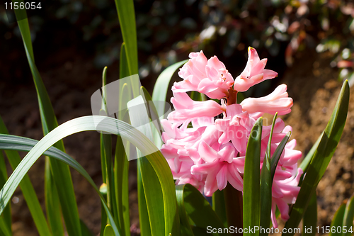 Image of pink hyacinth