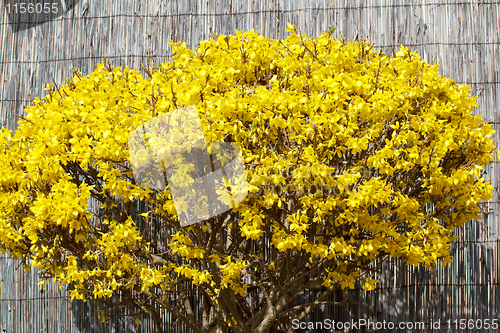 Image of Forsythia