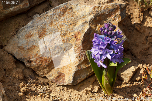 Image of blue hyacinth flower