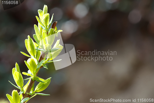 Image of Spring still life with a green twig