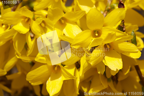 Image of Forsythia