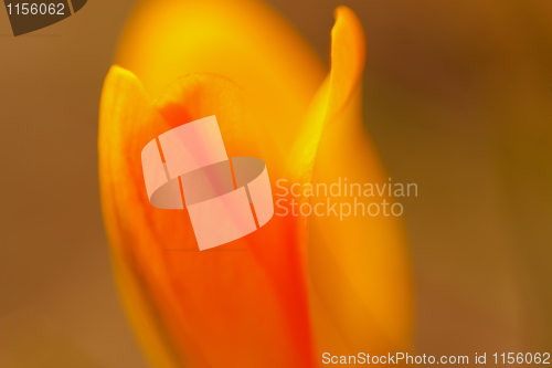 Image of abstract flower background