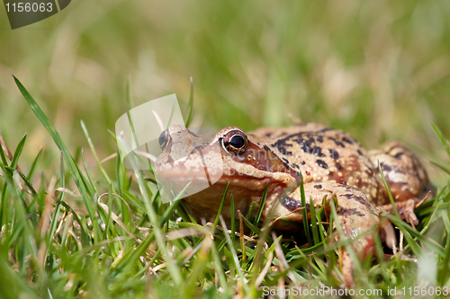 Image of brown frog Rana temporaria