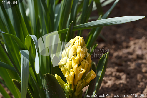 Image of not opened blow of hyacinth flower