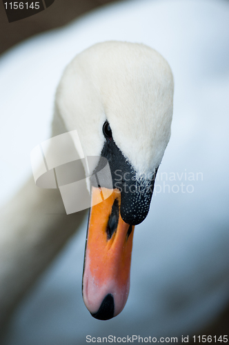 Image of Closeup of a swan