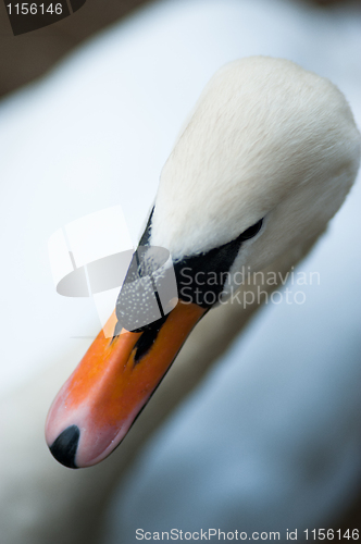 Image of Closeup of a swan