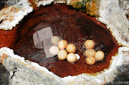 Image of Eggs in hot spring