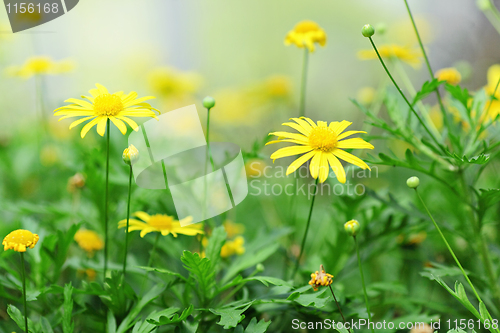 Image of yellow flower