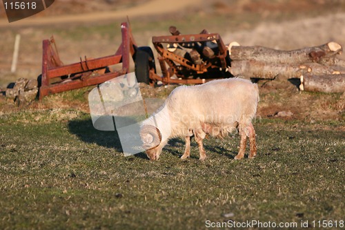 Image of Lonesome ram