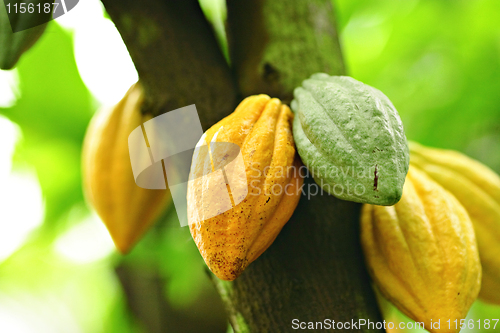 Image of Cocoa pods